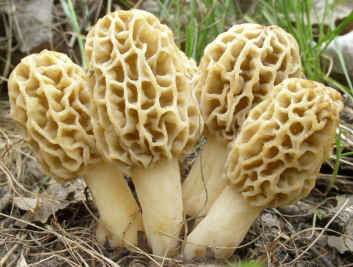 Mushroom harvests begin on national forest