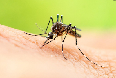 Avoiding mosquitoes in Montana