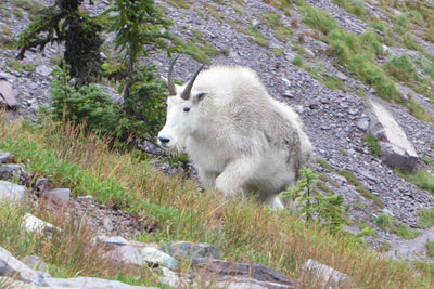 Citizen scientists help with mountain goat studies