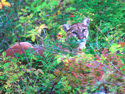 Montana's silent stalkers: mountain lions