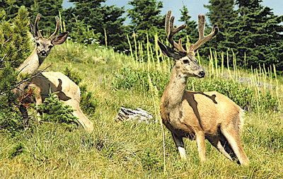 What happened to Montana's mule deer?