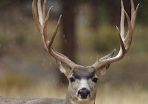 Chronic wasting disease confirmed