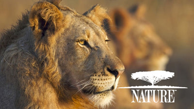 Montana PBS nominated for excellence