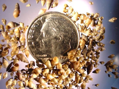 Invasive snails found at state fish hatchery