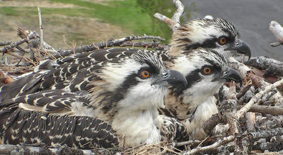 Osprey and river health: an interaction