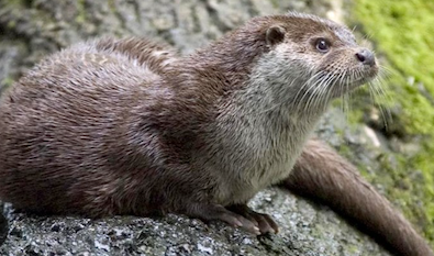 Otter attacks women on Jefferson River