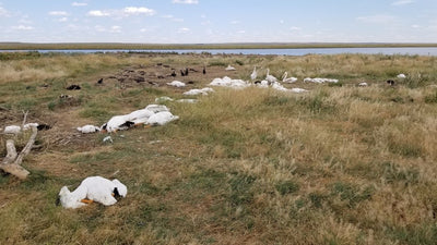 Hailstorm pummels waterfowl