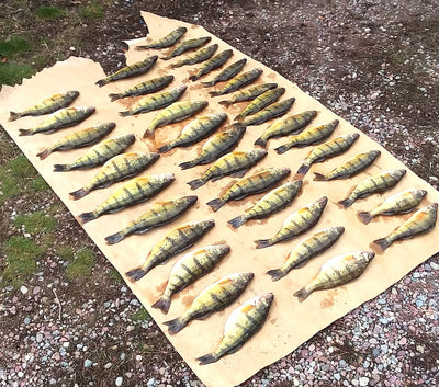 Flathead lake Fishing Report from the MacMan