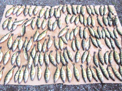 Spring perch fishing fantastic on Flathead Lake