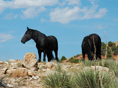 Sometimes Wild: The horses of the Pryor Mountains