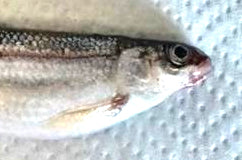 Rare Pygmy whitefish discovered