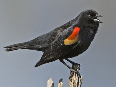 Wild Things: Red-winged Blackbirds