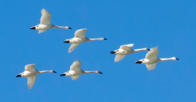 Montana Audubon active in birding this summer