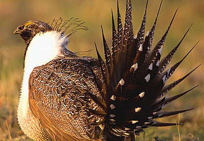 Prairie Dancers: Montana sage grouse