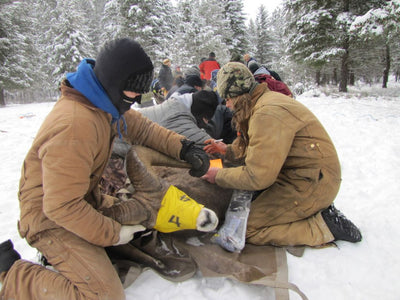 Bighorn sheep captured, tested
