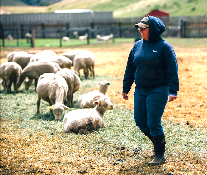 Learn how to shear sheep Montana Living