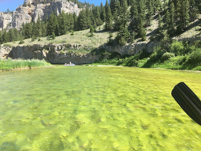 App helps track algae on Smith River