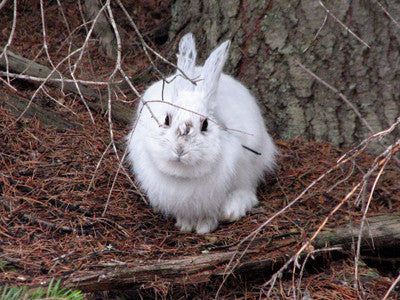 How climate change affects rabbits
