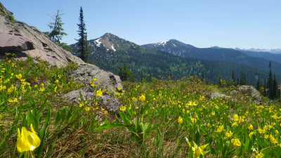 Montana forests release management plans