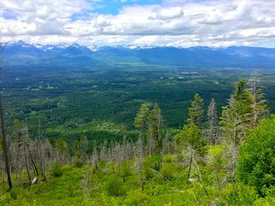 Major forest project planned for Swan Valley