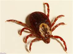Avoiding, and treating, tick bites