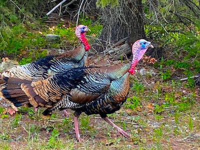 On the Hunt for Spring Turkeys