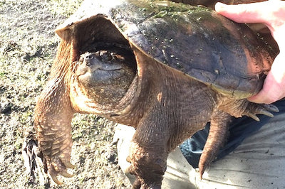 Warmwater turtles found in western Montana