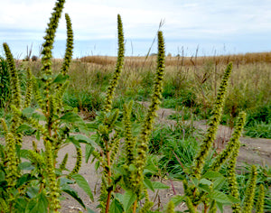 Montana's next noxious weed: Palmer amaranth
