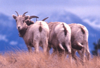Helicopter captures sheep on Montana's Wildhorse Island
