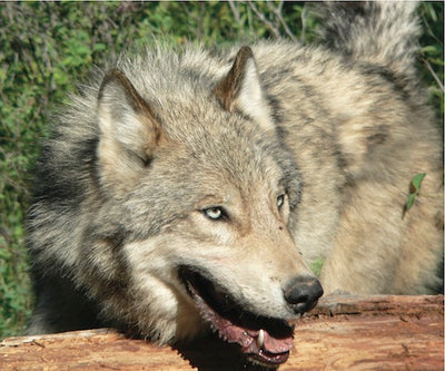 Wolf trapping course May 23 in Kalispell