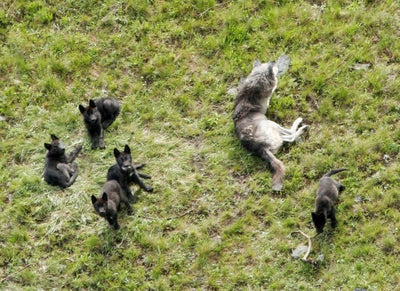 Montana wolf populations stable