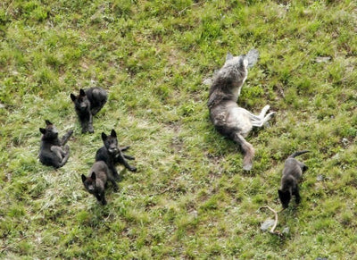 Wolf bills draw fiery debate in Legislature