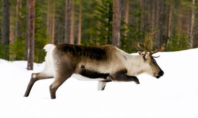 Woodland caribou sighted in Montana