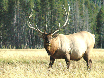 Yellowstone elk herd stable